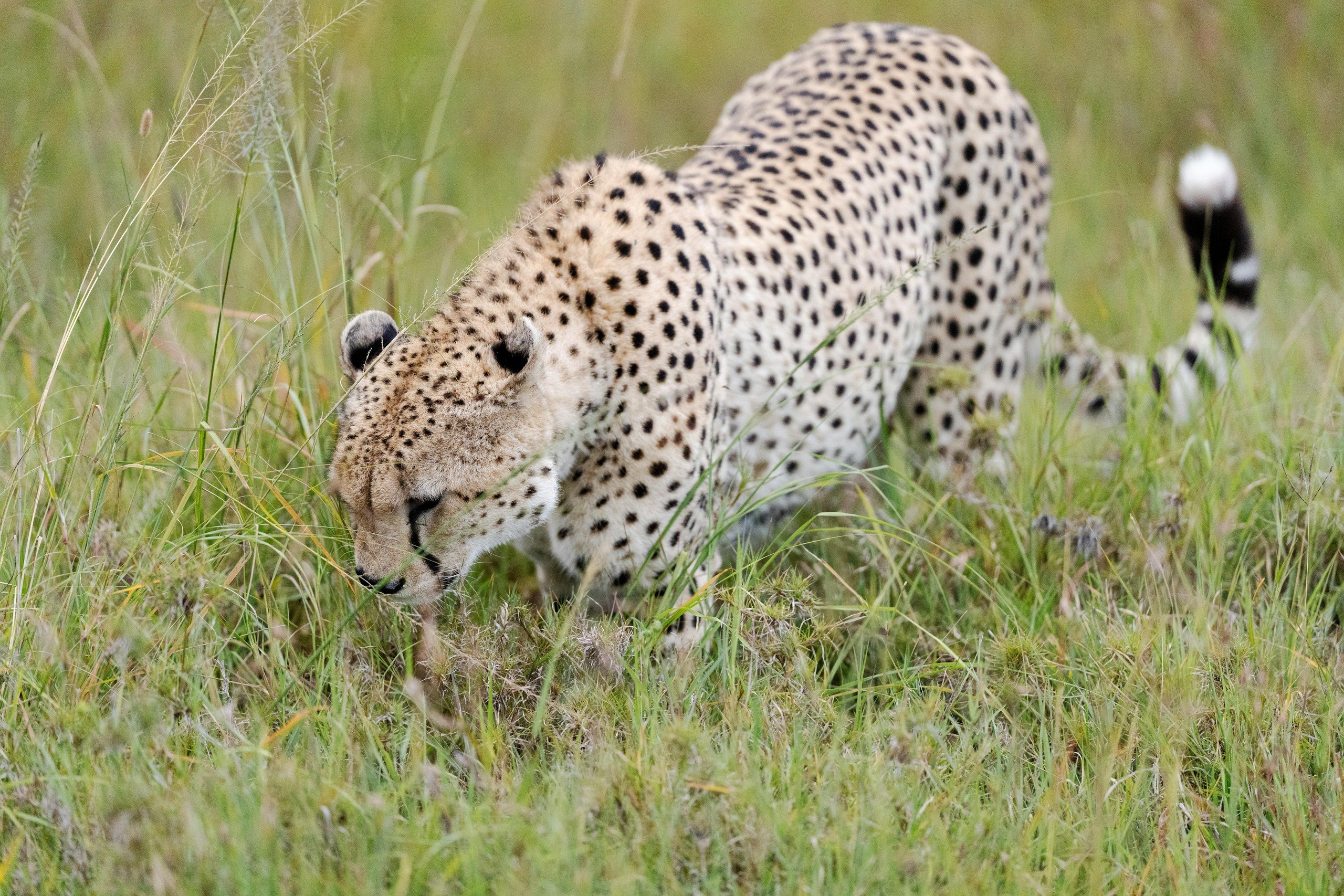 Vast savannah landscape